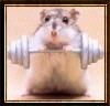 gobbe