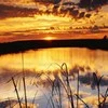 SASHoK