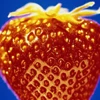 berry008