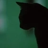 DeathKok