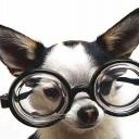 Dogile