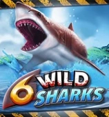 6 Wild Sharks