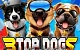 3 Top Dogs