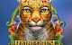 Rainforest Magic