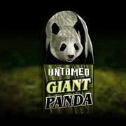 Untamed Giant Panda
