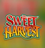 Sweet Harvest
