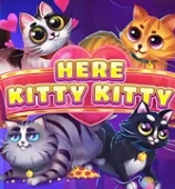 Here Kitty Kitty