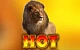 Hot Safari