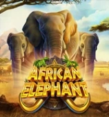 African Elephant