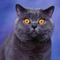 TOM66