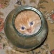 katoayo