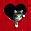 Ma7mou