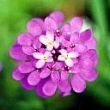 Majna