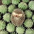 Rapuls
